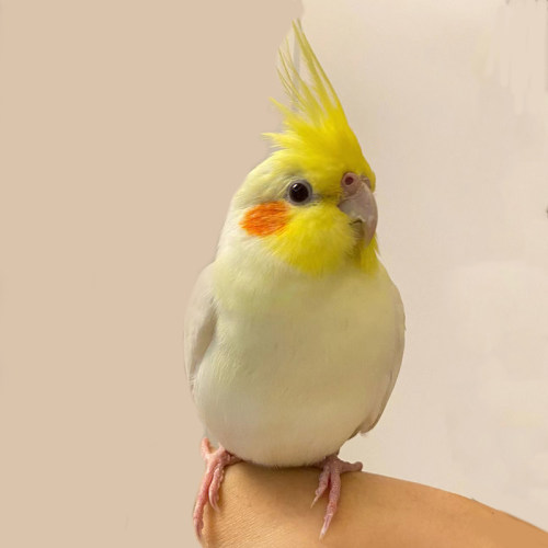 玄凤鹦鹉手养亲人上手不咬人宠物