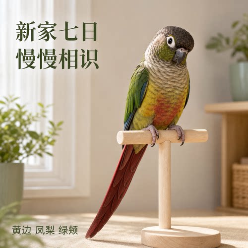 小鹦往前冲断奶宠物观赏鹦鹉推荐