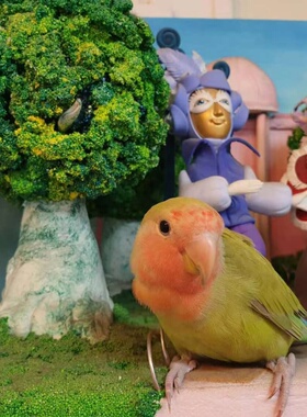 爱情鸟牡丹鹦鹉活鸟手养雏鸟高端宠物幼鸟好养互动粘人送情侣礼物