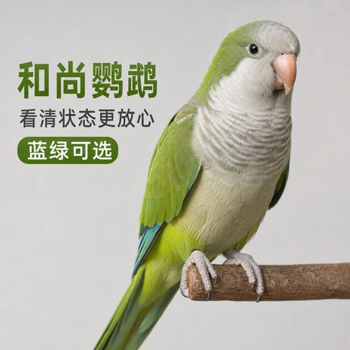 小鹦往前冲和尚鹦鹉亲人黏人小鸟