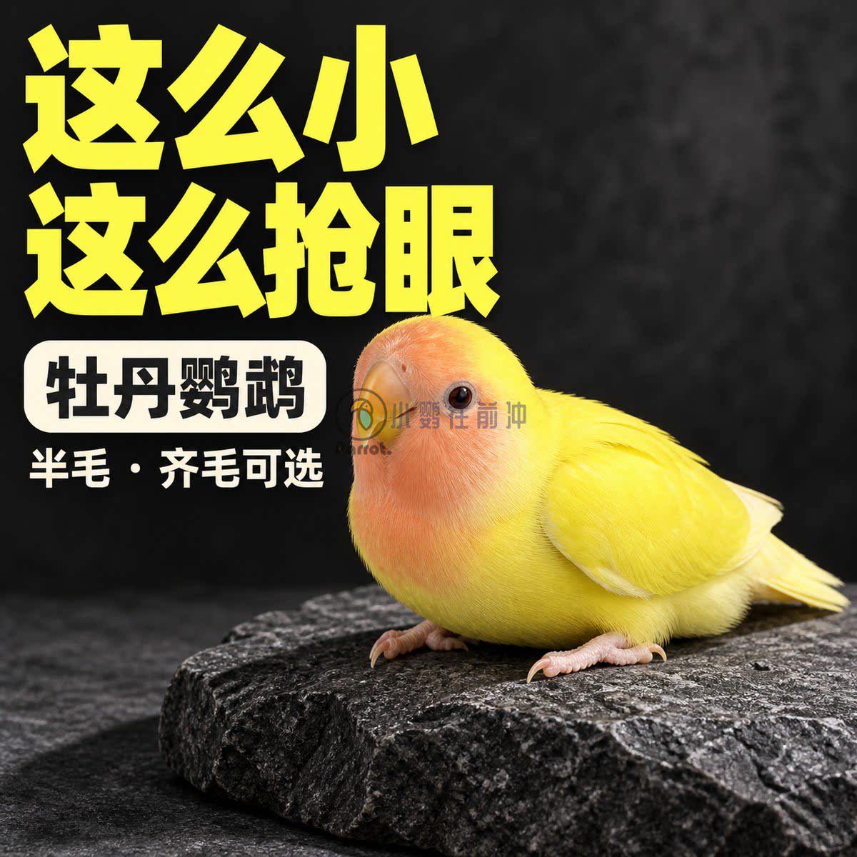 小鹦往前冲牡丹鹦鹉幼鸟可上手