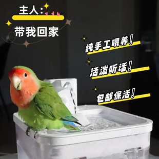 純手養(yǎng)高端牡丹鸚鵡粘人活幼鳥會(huì)說話雛鳥斷奶寵物小型鳥愛情鸚鵡