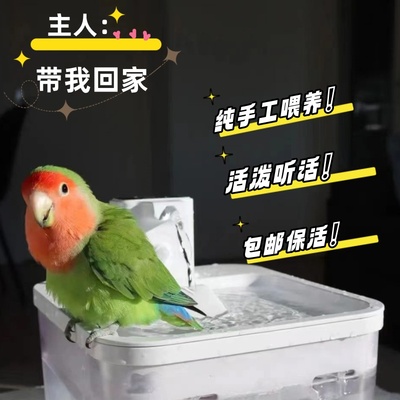 牡丹鹦鹉爱情鹦鹉粘人亲人宠物