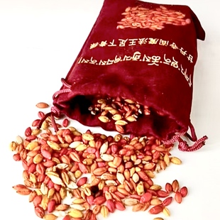 西藏甘丹寺青稞2026年