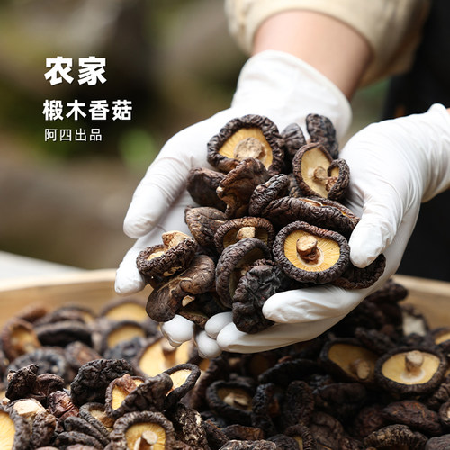 户外自然生长的椴木香菇