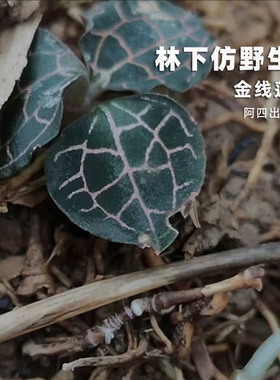 阿四出品 | 九州神草 福建林下 整株金线莲 50g  非大棚种植