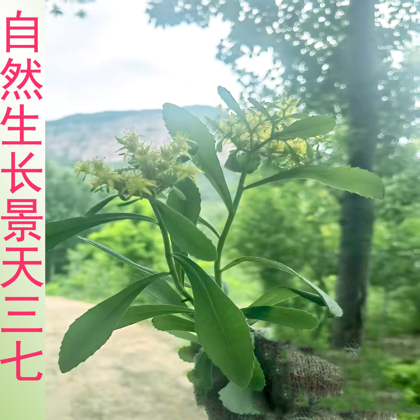 景天三七费菜救心菜太行山野生中药材自然阴干色绿整棵发货有苗供