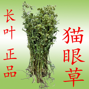 猫眼草细叶中药材自然生长阴干色绿非泽七正品保证放心购买整棵发