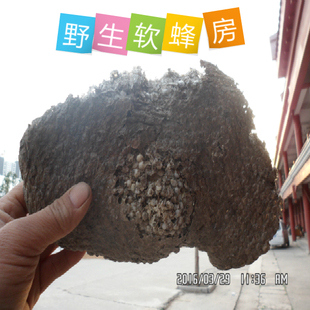 露蜂房蜂房软蜂房野生小蜂房马蜂窝蜂巢百穿之巢黄蜂窝