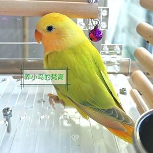 养小鸟的梵高 家庭精养亲人 金头澳闪澳桂闪  牡丹鹦鹉 半毛齐毛