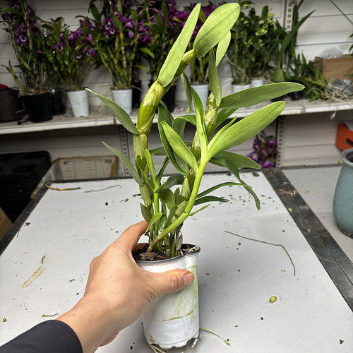 大花耳环石斛兰 处理 无售后 无花苞