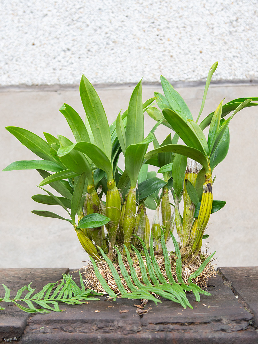 云南大鼓槌石斛苗铁皮石斛苗盆栽赤水金钗石斛苗种植苗兰球花