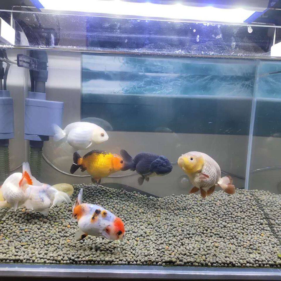 精品兰寿花寿金鱼活鱼兰寿幼苗兰寿苗小金鱼苗观赏鱼冷水包邮包活