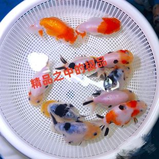 金鱼活鱼苗观赏鱼小金鱼锦鲤鱼冷水鱼兰寿蝶尾易养招财宠物批发