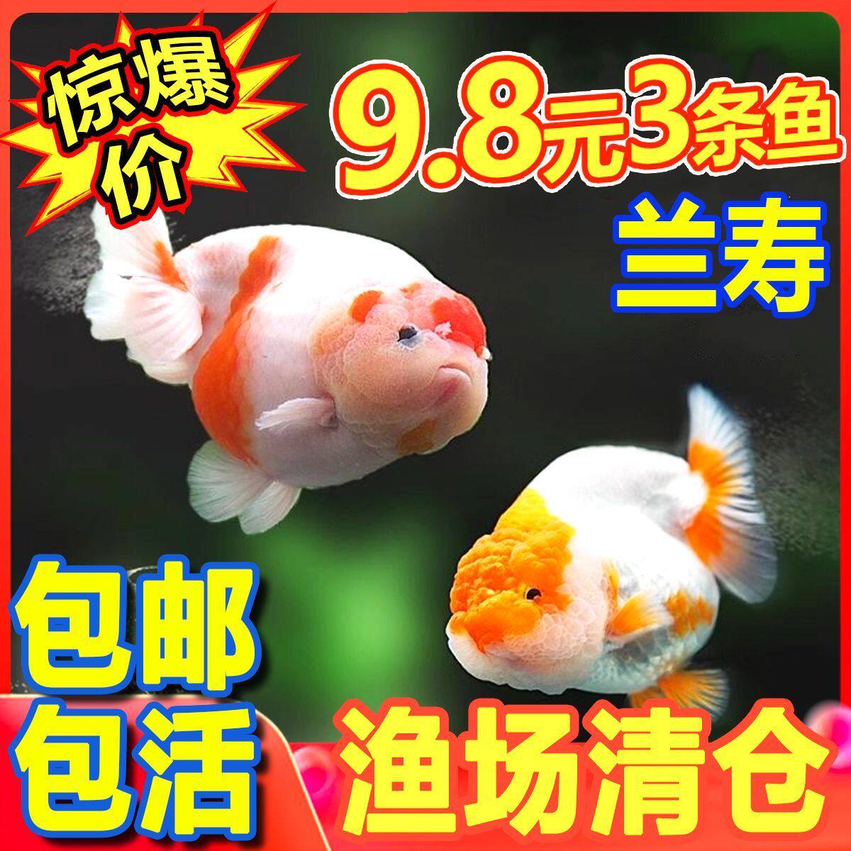 兰寿金鱼冷水鱼观赏鱼活体小金鱼不用加温锦鲤鱼奶牛招财泰狮金鱼