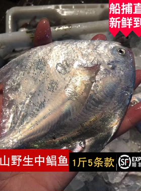 舟山野生东海银鲳鱼深海镜鱼新鲜小白鲳鲜活特水产平鱼鳊鱼5条1斤