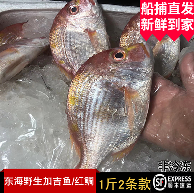 舟山野生铜盆鱼真鲷鲜活深海加吉鱼新鲜刺身红鲷赤鯮鱼非冷冻 1斤