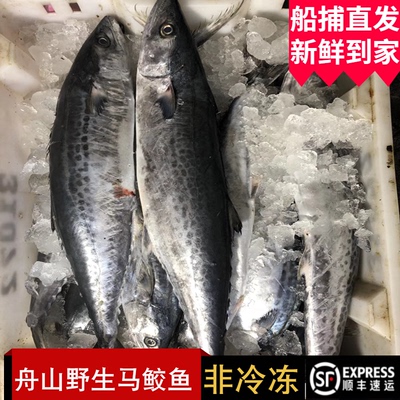 舟山野生马鲛鱼新鲜燕尾川乌大鲅鱼整条非冷冻深海水产2斤左右1条