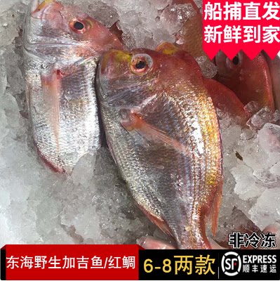 舟山野生铜盆鱼真鲷鲜活深海赤鯮加吉鱼新鲜刺身红鲷非冷冻 6-8两