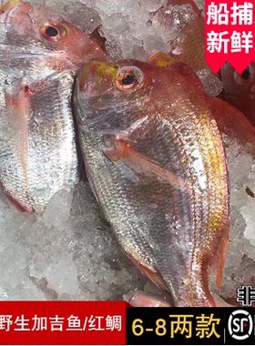 鲜活舟山野生深海非冷冻6-8真鲷