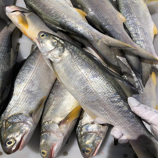 舟山野生大午鱼马友鱼新鲜深海船捕水产午笋鱼马鲅鱼章跳鱼1斤1条