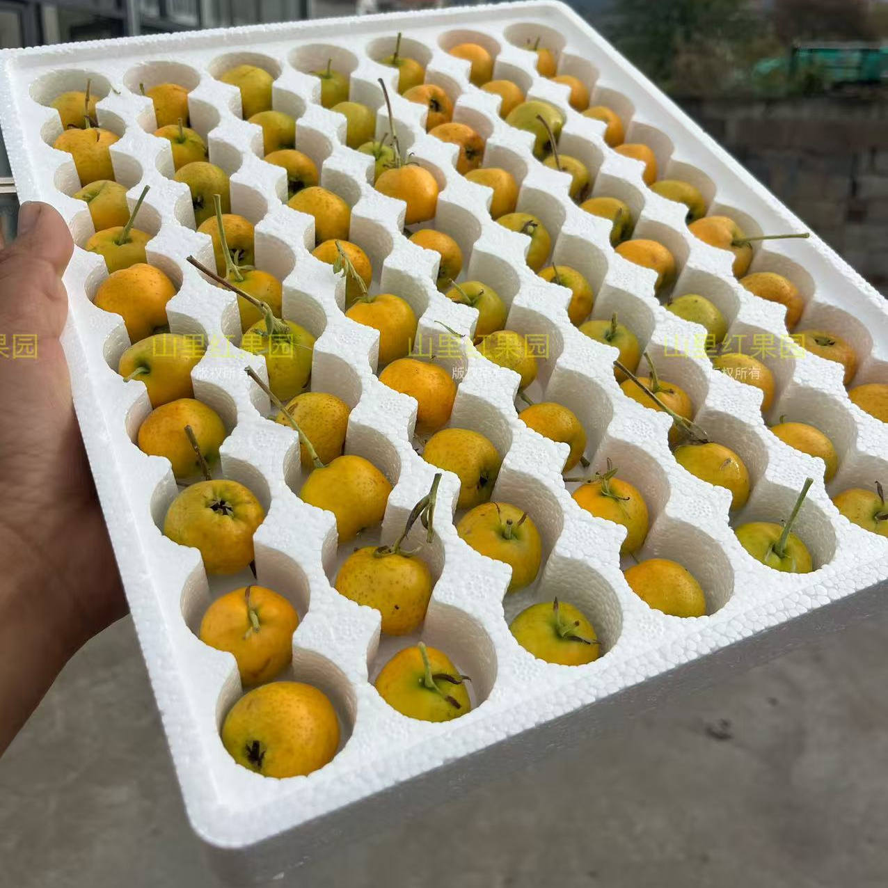 稀有带浓郁未知果香的黄山楂