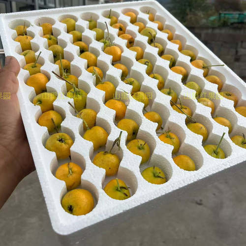 稀有带浓郁未知果香的黄山楂