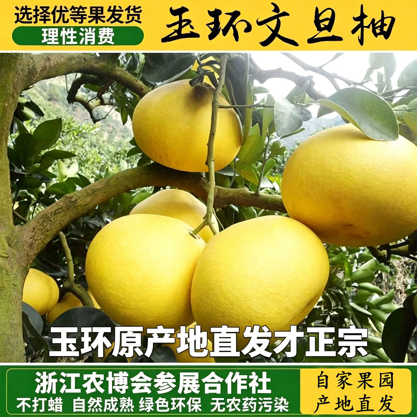 玉环文旦果农自产自销图片