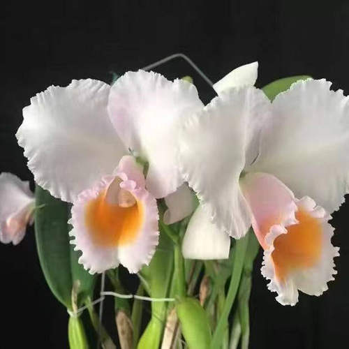 旭日生物 舒罗卡特兰C.schroederae  分生苗 月光 MC