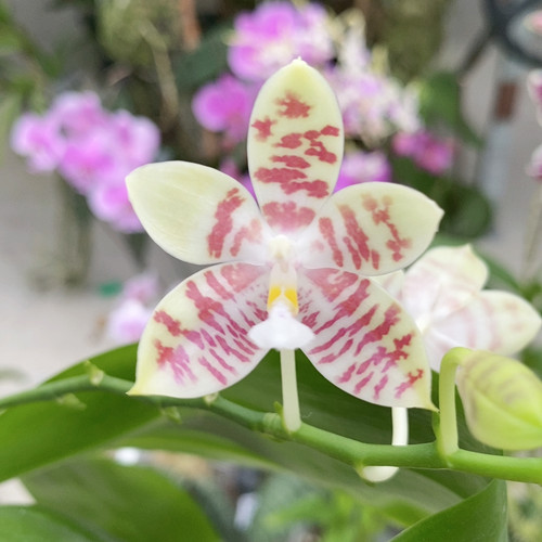 383米白/兰花