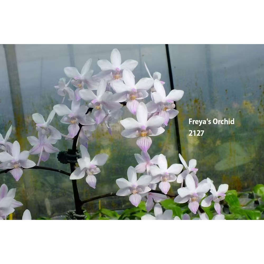 旭日生物 趣味蝴蝶兰 樱花雨