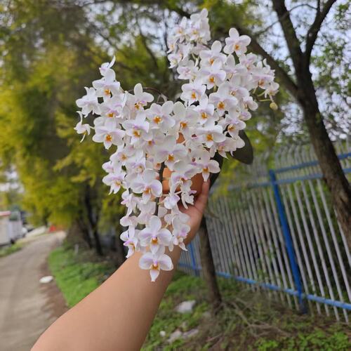 草本花卉旭日生物丰花品种銀葉西里貝斯X劉氏彩虹