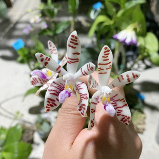 212苏门答蜡