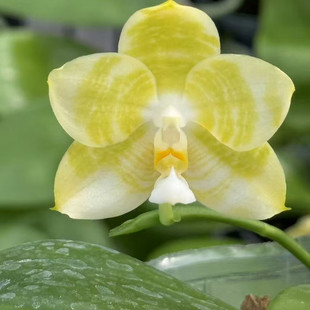 旭日生物 趣味蝴蝶兰 弥陀黄龙