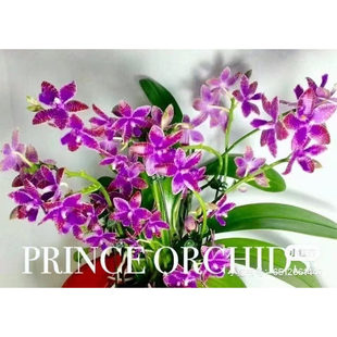 旭日生物 原生蝴蝶兰 奎松路德