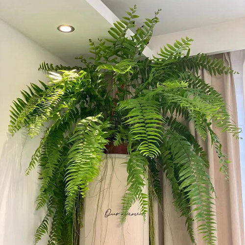 霸王蕨盆栽垂吊室内观叶植物