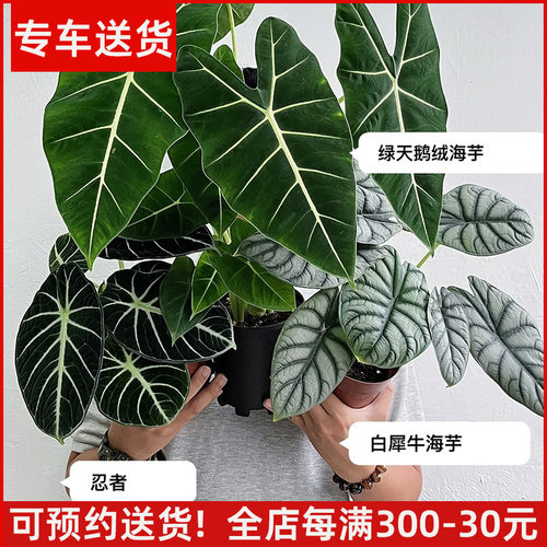 海芋盆栽网红桌面绿植阳台植物