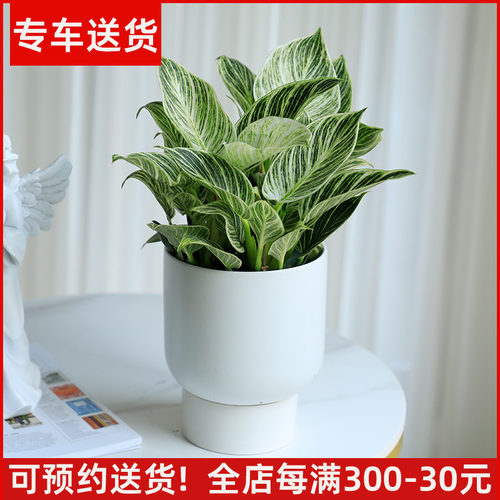 铂金钻盆栽桌面好养去甲醛植物