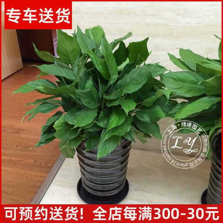 万年青盆栽 中大型绿植室内植物花卉家庭办公室除甲醛四季常青,鲜花速递/花卉仿真/绿植园艺,大型绿植/成品组合盆栽,淘宝优惠券,粉丝福利购,淘宝优惠卷