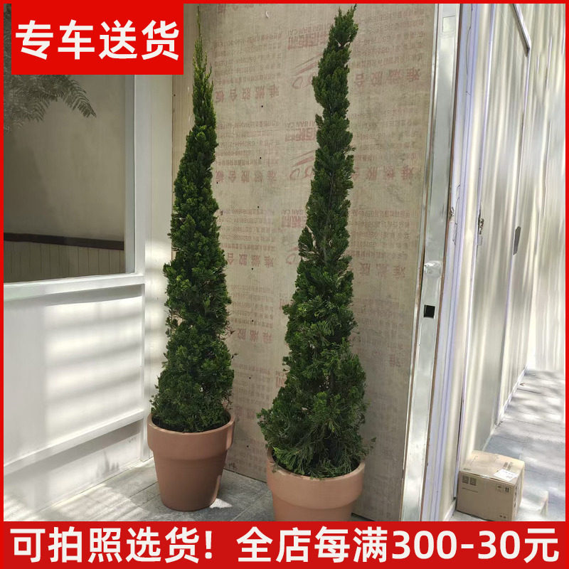 龙柏盆栽 大型松柏树苗扁柏塔松圣诞树真树绿植 阳台庭院户外植物