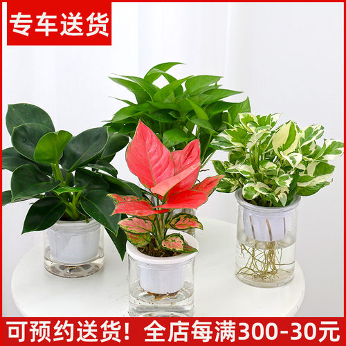 水培植物集合自动绿萝桌面