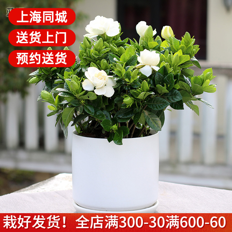 栀子花盆栽 带花出售 室内花卉绿植开花植物四季阳台庭院花园绿化 鲜花速递/花卉仿真/绿植园艺 时令草本花卉 原图主图