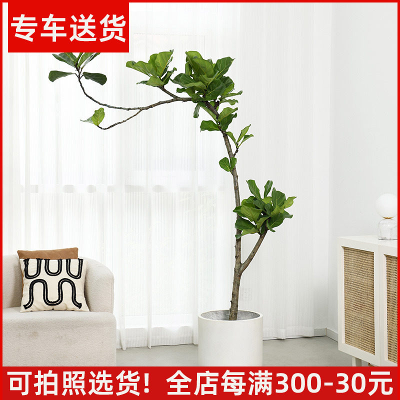 【可拍照选货】造型琴叶榕盆栽