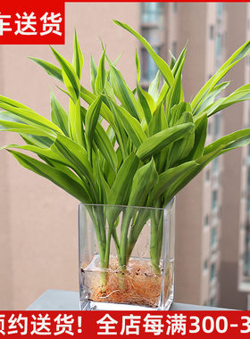 水培植物富贵竹含玻璃瓶带根桌面