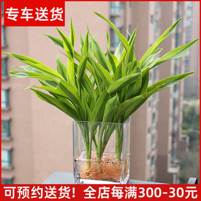水培植物富贵竹含玻璃瓶带根桌面