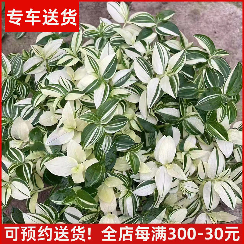 吊竹梅净化空气阳台窗台美观图片