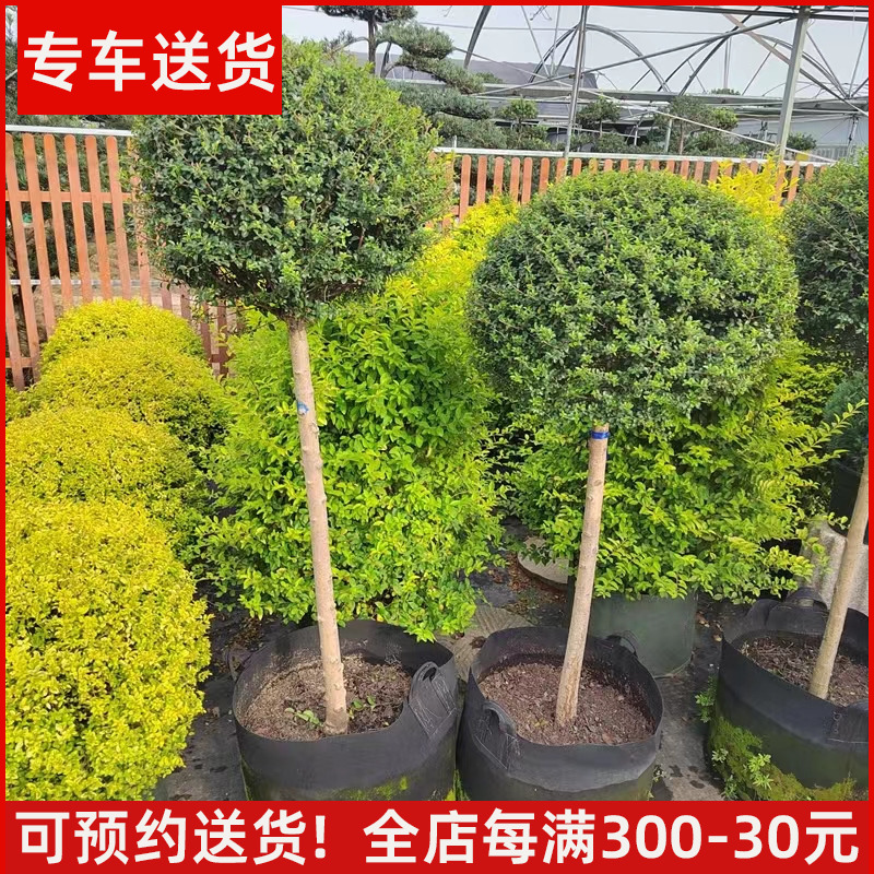 【送货上门】造型女贞川滇蜡树
