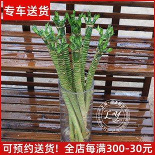 水培观音竹 粗壮荷花竹罗汉竹富贵竹水养植物转运竹 上海送货上门