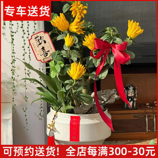 【可拍照选货】佛手树盆栽带果佛手柑果树苗室内客厅盆景植物好养