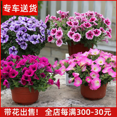 【带花出售】牵牛花百万小玲盆栽